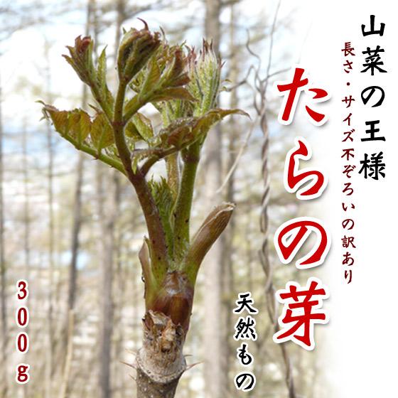 たらの芽 天然もの 300グラム 長野県産 タラの芽 旬：4月中旬〜5月下旬