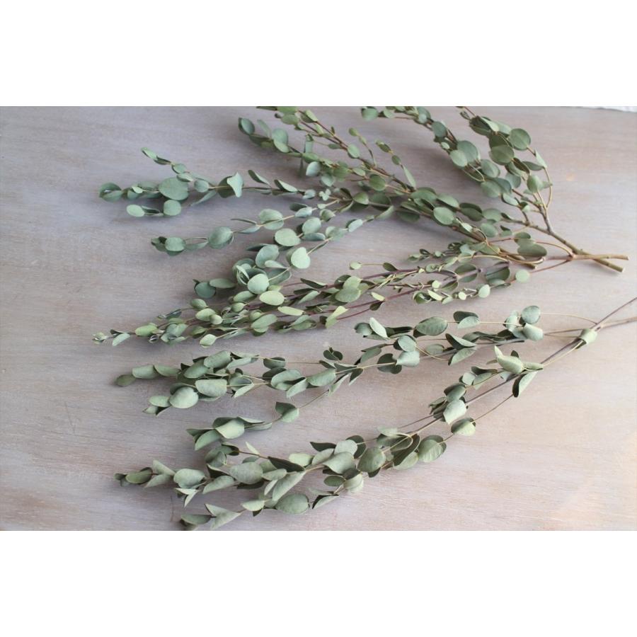 ユーカリグニー ドライフラワー 30 50cm 7 8本 スワッグ アクセサリー ハーバリウム素材 インテリア装飾 手作りギフト素材 ナチュラル グリーン材料 国産 Frdryeu Flower Green Kugel 通販 Yahoo ショッピング