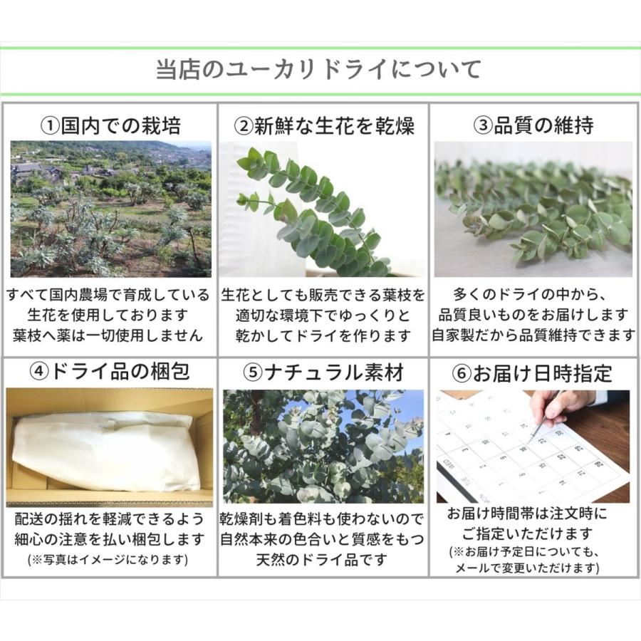 ユーカリ銀世界 ドライフラワー B級品お徳用 25 50cm 14本 スワッグ リース ウォールデコ素材 インテリア装飾 手作りギフト素材 ナチュラル グリーン材料 Frdryeu Flower Green Kugel 通販 Yahoo ショッピング