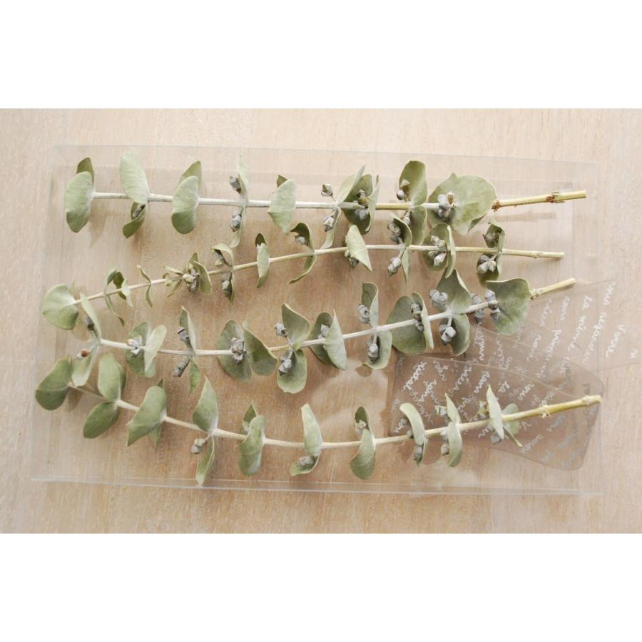 ユーカリ ベイビーブルー ドライフラワー リース ウォールデコ ハーバリウム素材 ハンドメイド素材 ナチュラル アロマ グリーン材料 国産 Frdryeu Flower Green Kugel 通販 Yahoo ショッピング