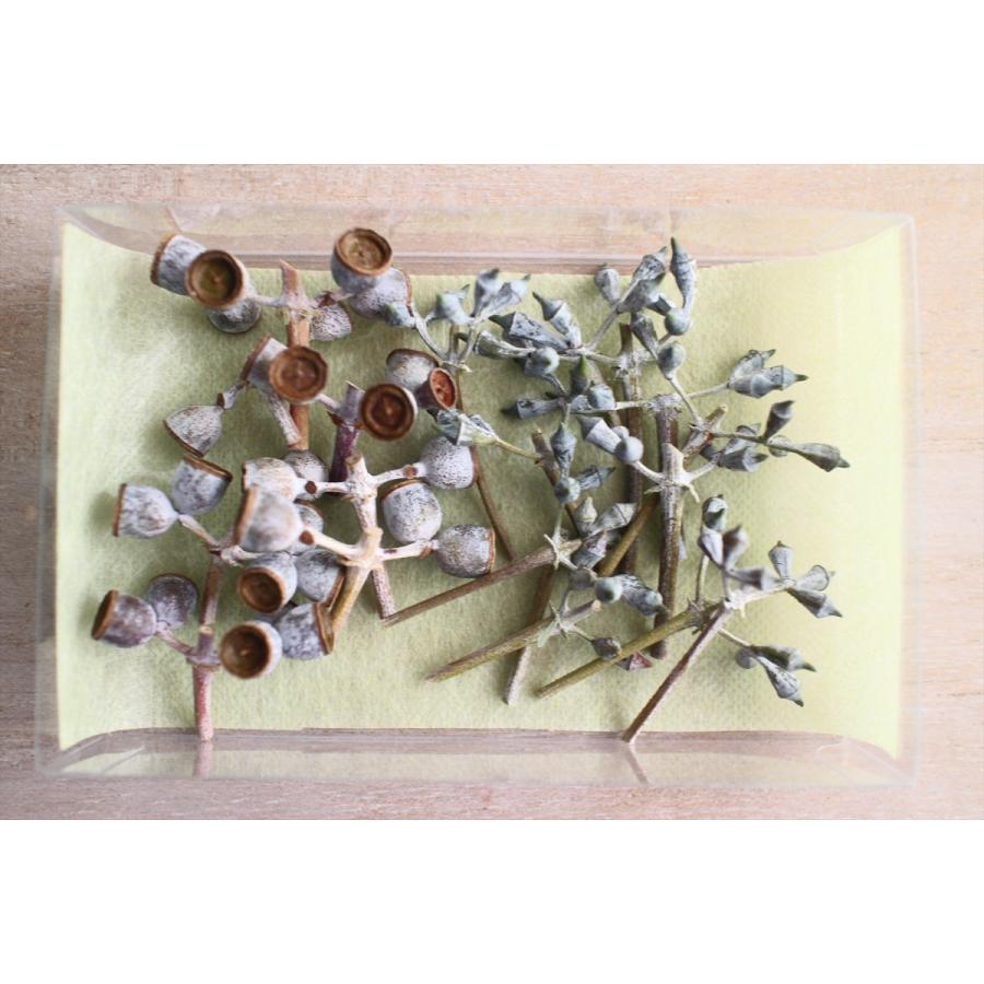 ユーカリ実付き小枝 蕾 つぼみ 付き小枝セット ドライフラワー スワッグ リース素材 インテリア装飾 手作りギフト素材 ナチュラル グリーン材料 国産 Frdryeu Flower Green Kugel 通販 Yahoo ショッピング