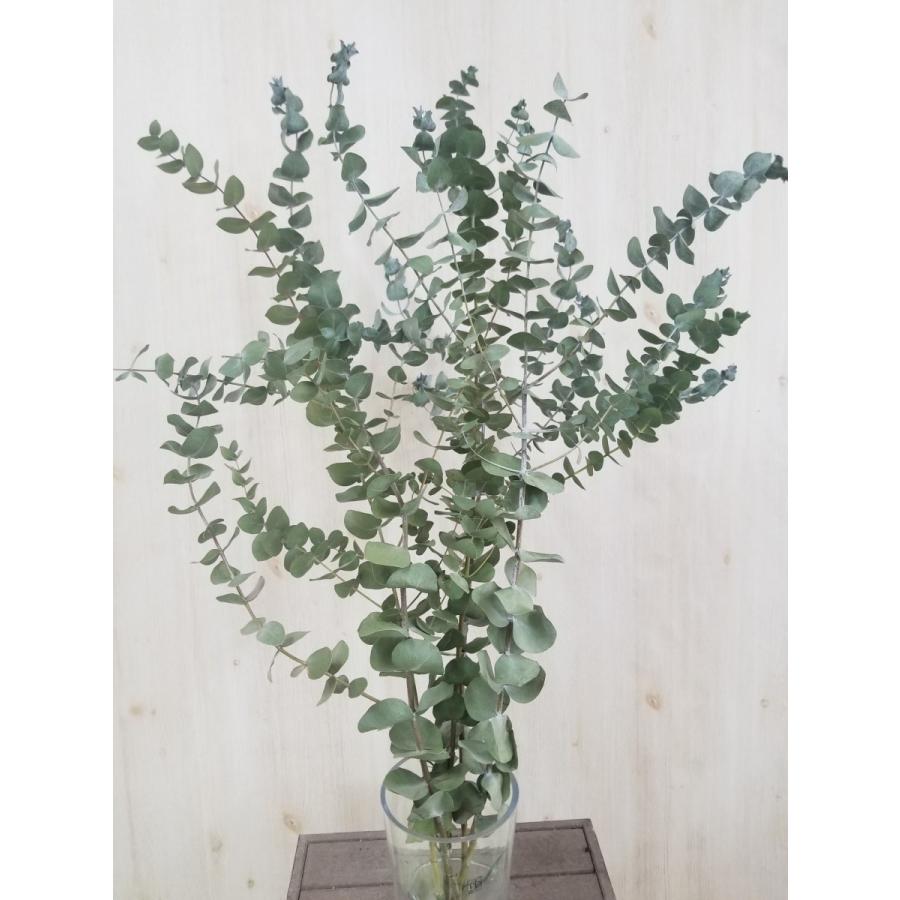 ユーカリ銀世界ドライ ボリュームロング 枝分かれタイプ Frdryeu Flower Green Kugel 通販 Yahoo ショッピング