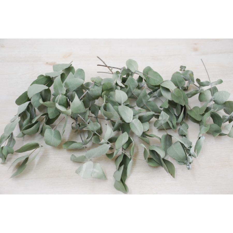 ユーカリ銀丸葉ドライフラワー 15 25cm 本 スワッグ リース ウォールデコ素材 インテリア装飾 手作りギフト素材 ナチュラル グリーン材料 国産 Frdryeu Flower Green Kugel 通販 Yahoo ショッピング