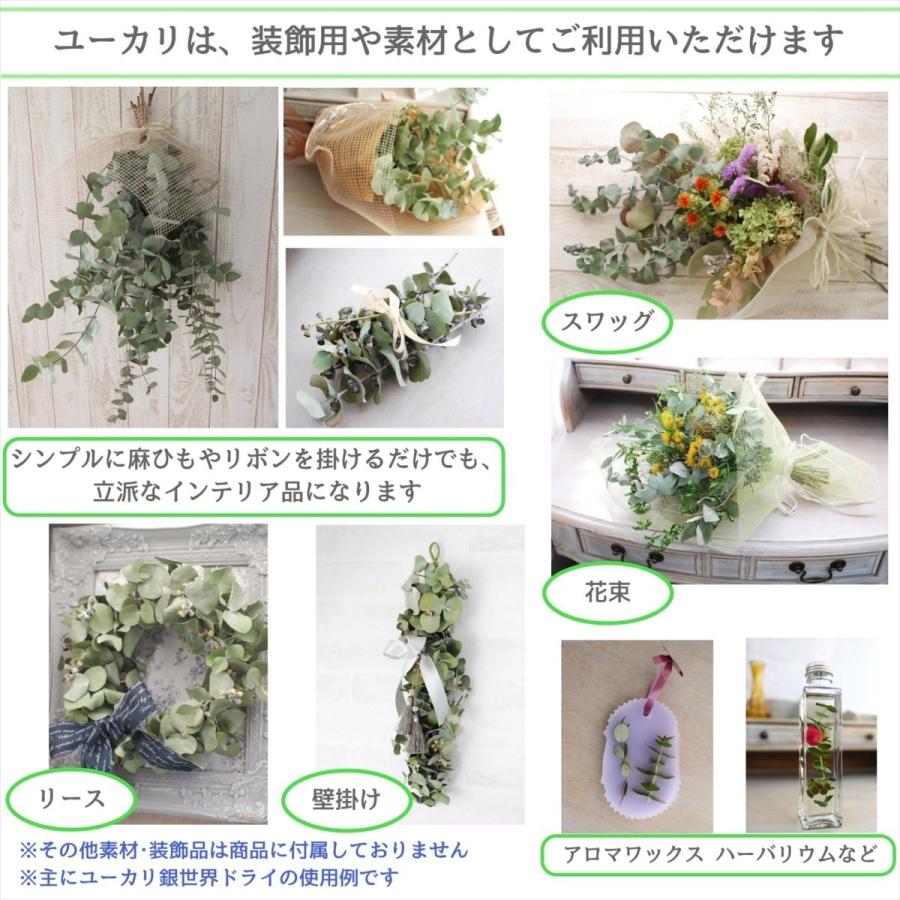 ユーカリ銀丸葉ドライフラワー 15 25cm 本 スワッグ リース ウォールデコ素材 インテリア装飾 手作りギフト素材 ナチュラル グリーン材料 国産 Frdryeu Flower Green Kugel 通販 Yahoo ショッピング