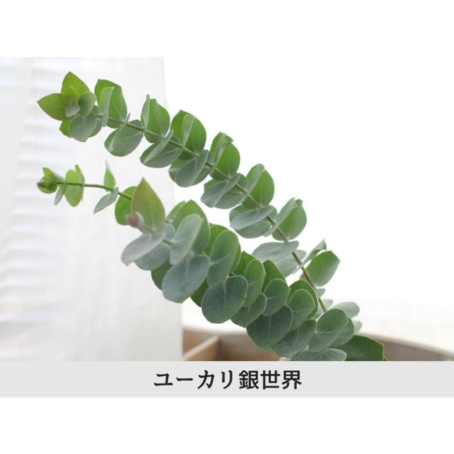 ユーカリ 3種類セット 葉枝 生花 40 60cm アレンジメント スワッグ素材 枝物 空間装飾 ナチュラル グリーンインテリア 国産 Freshs Flower Green Kugel 通販 Yahoo ショッピング