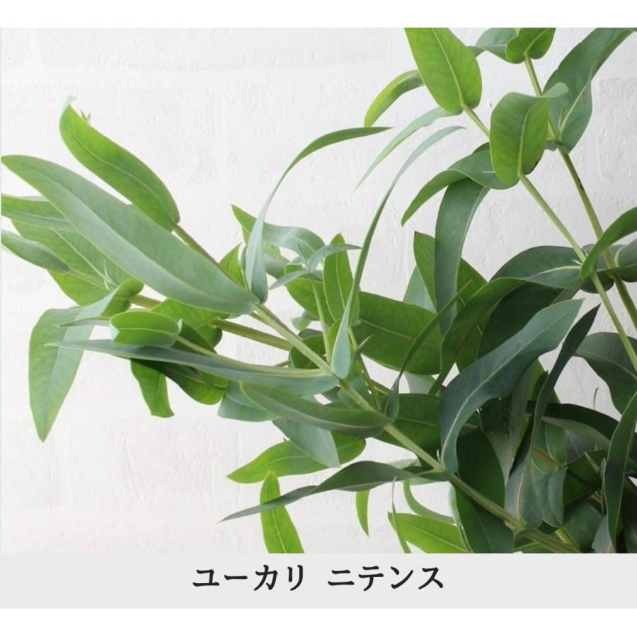 ユーカリ 5種類セット 葉枝 生花 40 60cm アレンジメント スワッグ素材 枝物 空間装飾 ナチュラル グリーンインテリア 国産 Freshs Flower Green Kugel 通販 Yahoo ショッピング