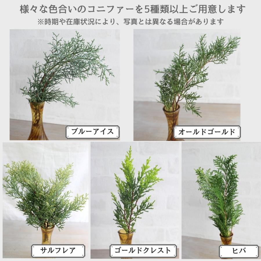 コニファーカラフルミックス 葉枝 生花 35cm アレンジメント スワッグ素材 枝物 空間装飾 グリーンインテリア 国産 Freshs Flower Green Kugel 通販 Yahoo ショッピング