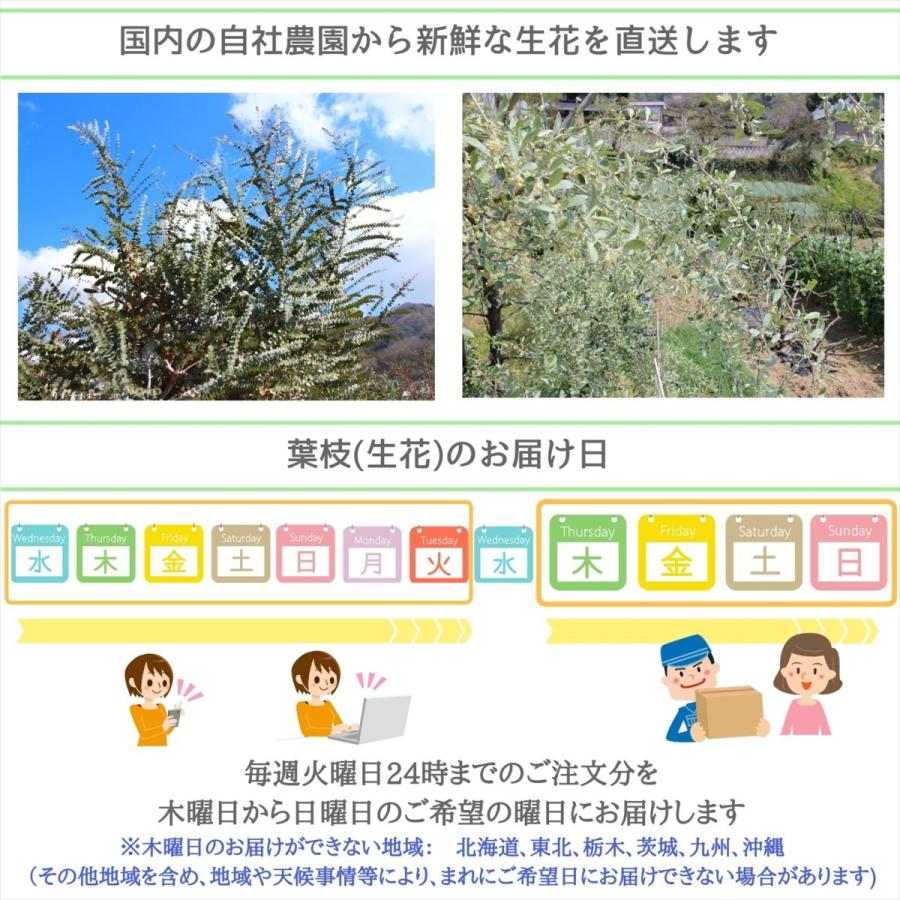 コニファー ユーカリフレッシュ 6種類 葉枝 生花 40cm アレンジメント スワッグ素材 枝物 空間装飾 癒し ハーブ グリーンインテリア 国産 Freshs Flower Green Kugel 通販 Yahoo ショッピング