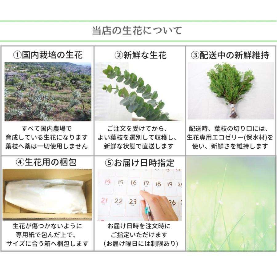 コニファー ユーカリフレッシュ 6種類 葉枝 生花 40cm アレンジメント スワッグ素材 枝物 空間装飾 癒し ハーブ グリーンインテリア 国産 Freshs Flower Green Kugel 通販 Yahoo ショッピング
