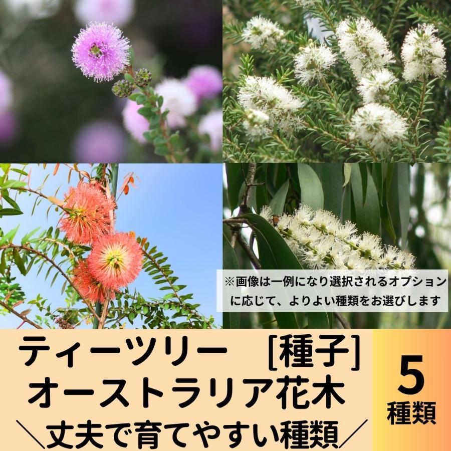 ティーツリーやオージープランツ種子 おすすめ5種類セット - 丈夫で育てやすい種類の種子 | 