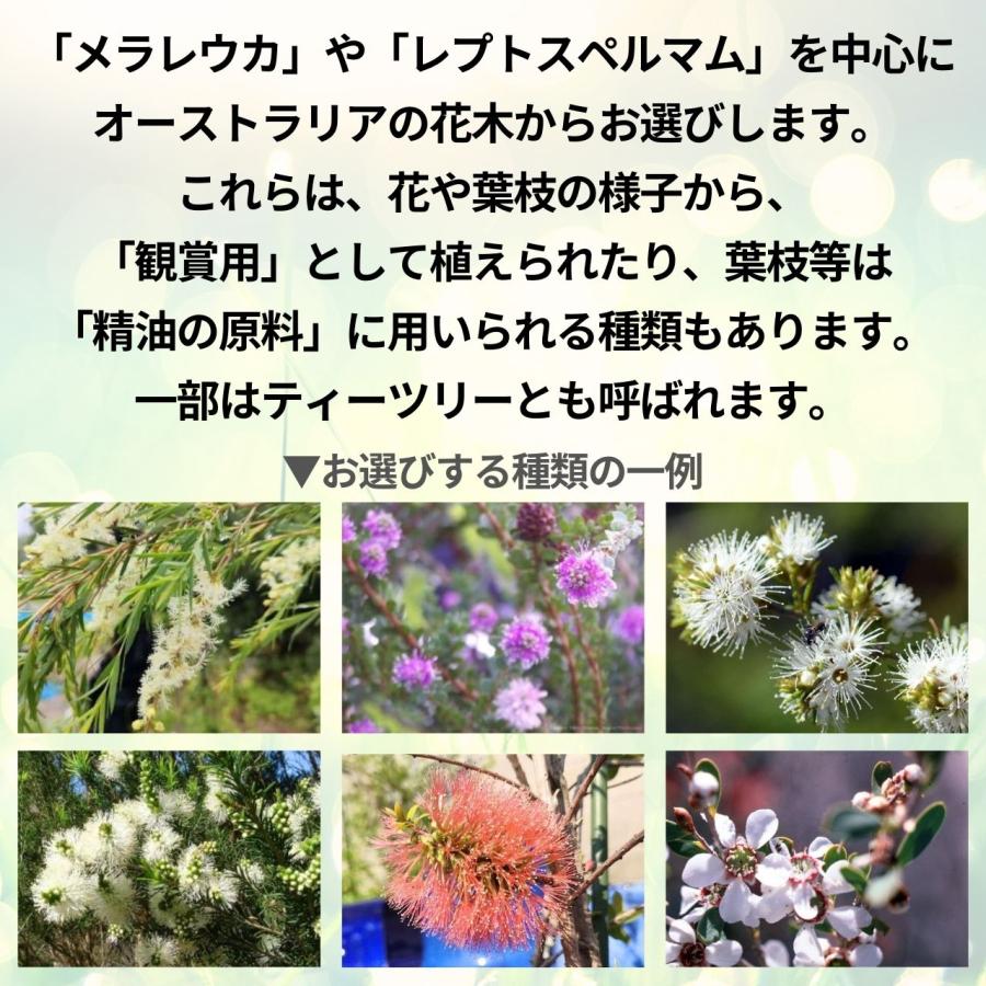ティーツリーやオージープランツ種子 おすすめ5種類セット - 丈夫で育てやすい種類の種子 |  | 01