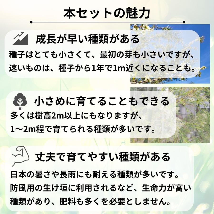 ティーツリーやオージープランツ種子 おすすめ5種類セット - 丈夫で育てやすい種類の種子 |  | 02