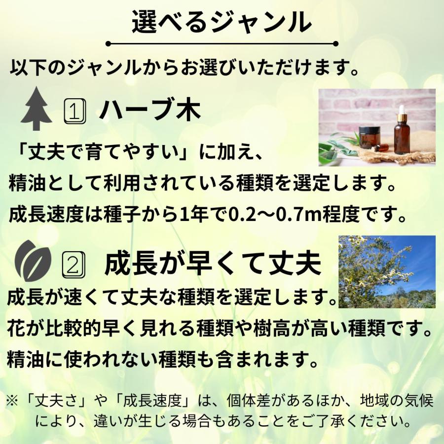 ティーツリーやオージープランツ種子 おすすめ5種類セット - 丈夫で育てやすい種類の種子 |  | 03