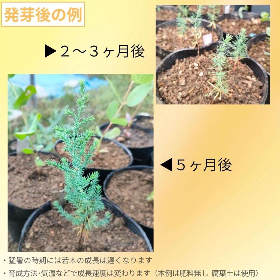 シダレ・イトスギ 種子 | サイプレス・フネブリス - 枝垂れコニファー - 種子 |  | 02