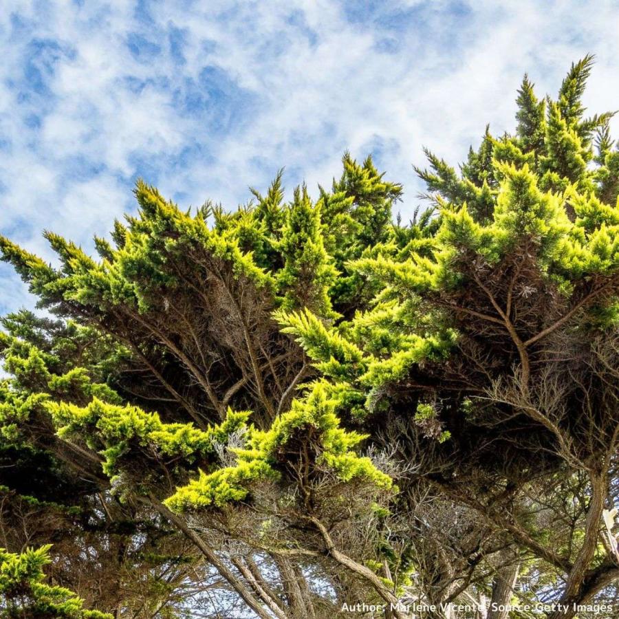 モントレー・イトスギ 種子 | サイプレス・マクロカルパ - カリフォルニアのコニファー - 種子 | 