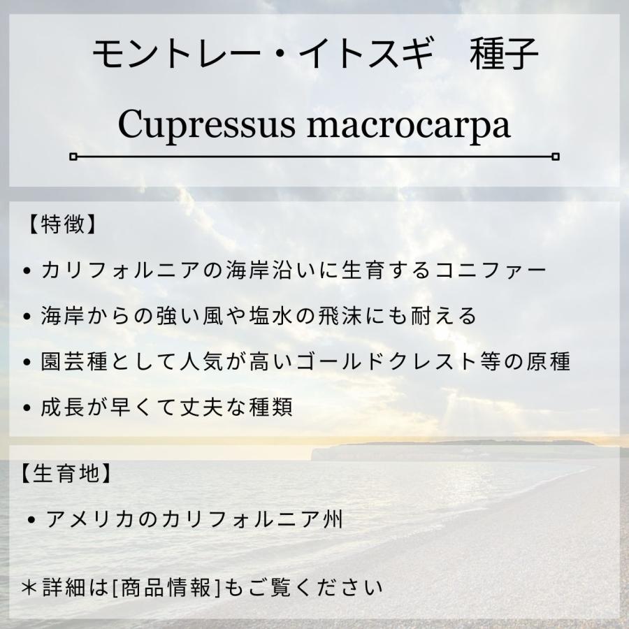モントレー・イトスギ 種子 | サイプレス・マクロカルパ - カリフォルニアのコニファー - 種子 |  | 01