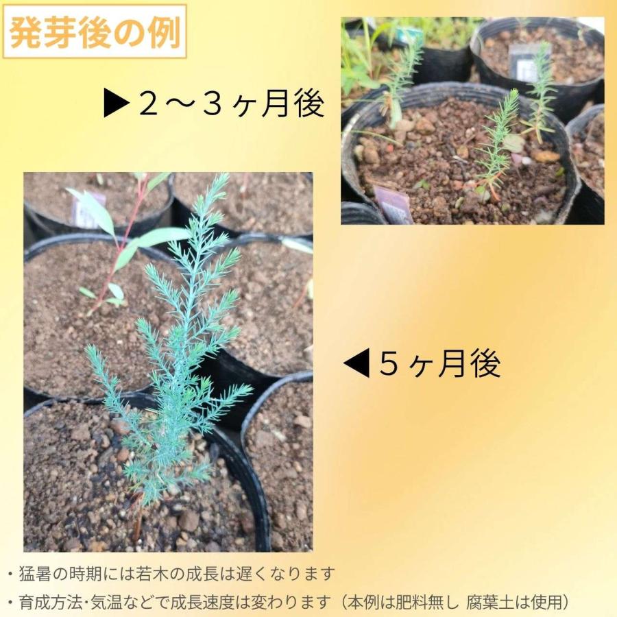 モントレー・イトスギ 種子 | サイプレス・マクロカルパ - カリフォルニアのコニファー - 種子 |  | 02