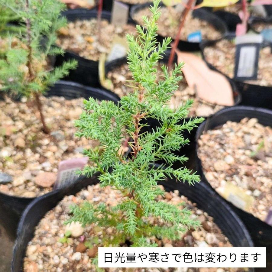 モントレー・イトスギ 種子 | サイプレス・マクロカルパ - カリフォルニアのコニファー - 種子 |  | 03