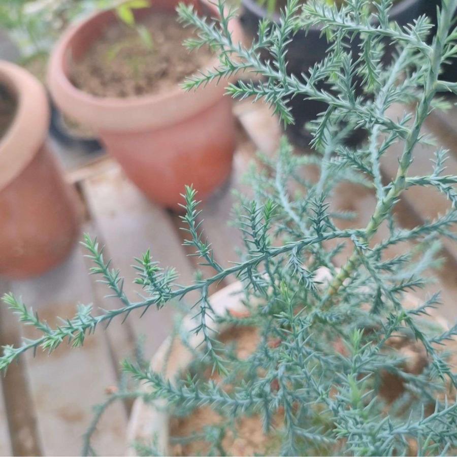 モントレー・イトスギ 種子 | サイプレス・マクロカルパ - カリフォルニアのコニファー - 種子 |  | 04