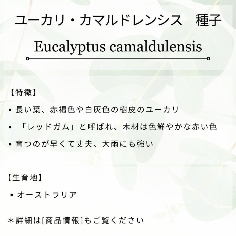 8月入荷 100粒+ チャメドレア ラディカリス 種 種子 証明書あり1308 8月入荷 100粒+ チャメドレア ラディカリス 種 種子 証明書あり