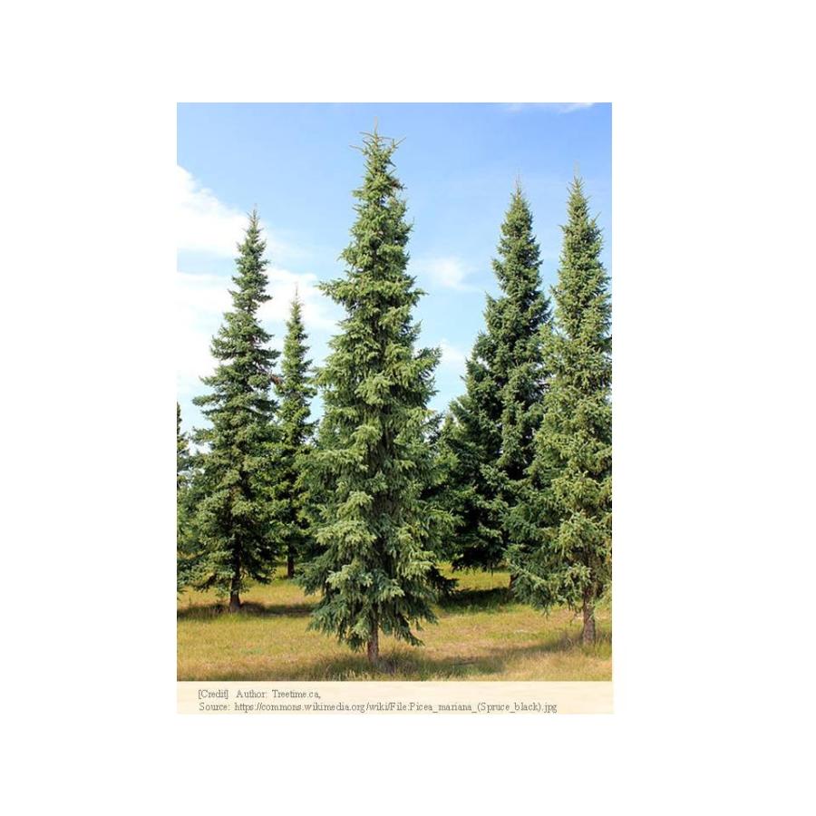 クロトウヒ 種子 ブラック スプルース 青緑色の葉と紫色の実 針葉樹 コニファー トウヒ 種子 Seeds Flower Green Kugel 通販 Yahoo ショッピング