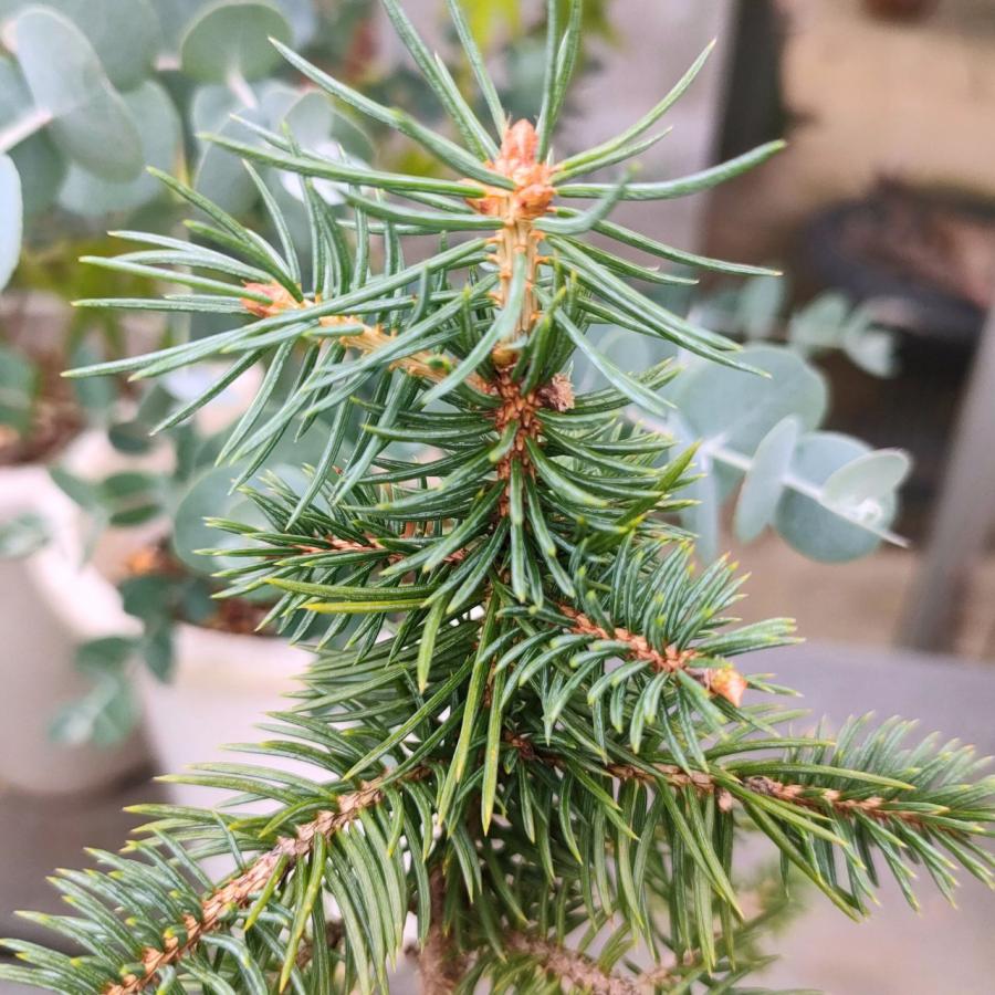 コロラド トウヒ 種子 ブルー スプルース 青色帯びた美しい葉 針葉樹 コニファー トウヒ 種子 Seeds Flower Green Kugel 通販 Yahoo ショッピング