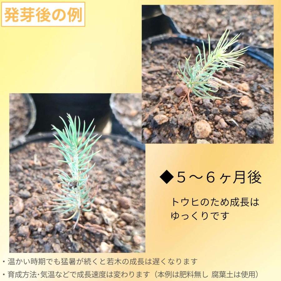 コロラド・トウヒ 種子 | ブルー・スプルース - 青みを帯びた葉 - 種子 |  | 02