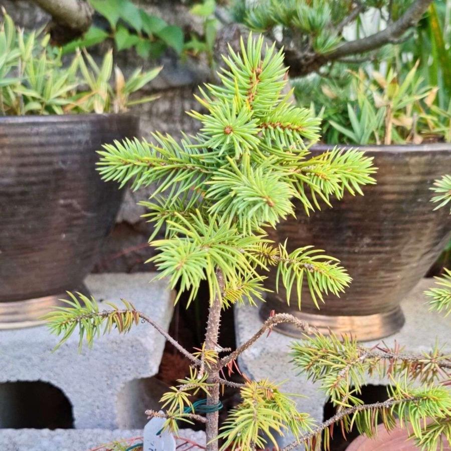 コロラド・トウヒ 種子 | ブルー・スプルース - 青みを帯びた葉 - 種子 |  | 03