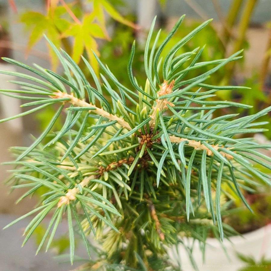 コロラド・トウヒ 種子 | ブルー・スプルース - 青みを帯びた葉