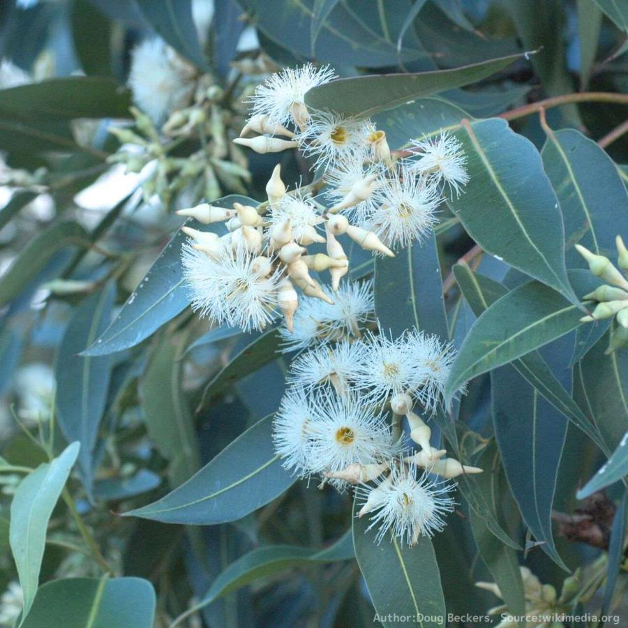 サカタのタネ ハーブ種子 お花の色の変化も楽しめる
