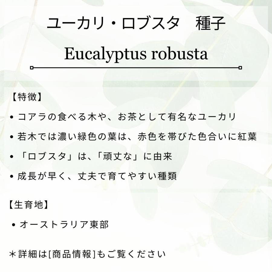 ユーカリ・ロブスタ 種子 | 紅葉、コアラが食べる木 - 種子 |  | 01