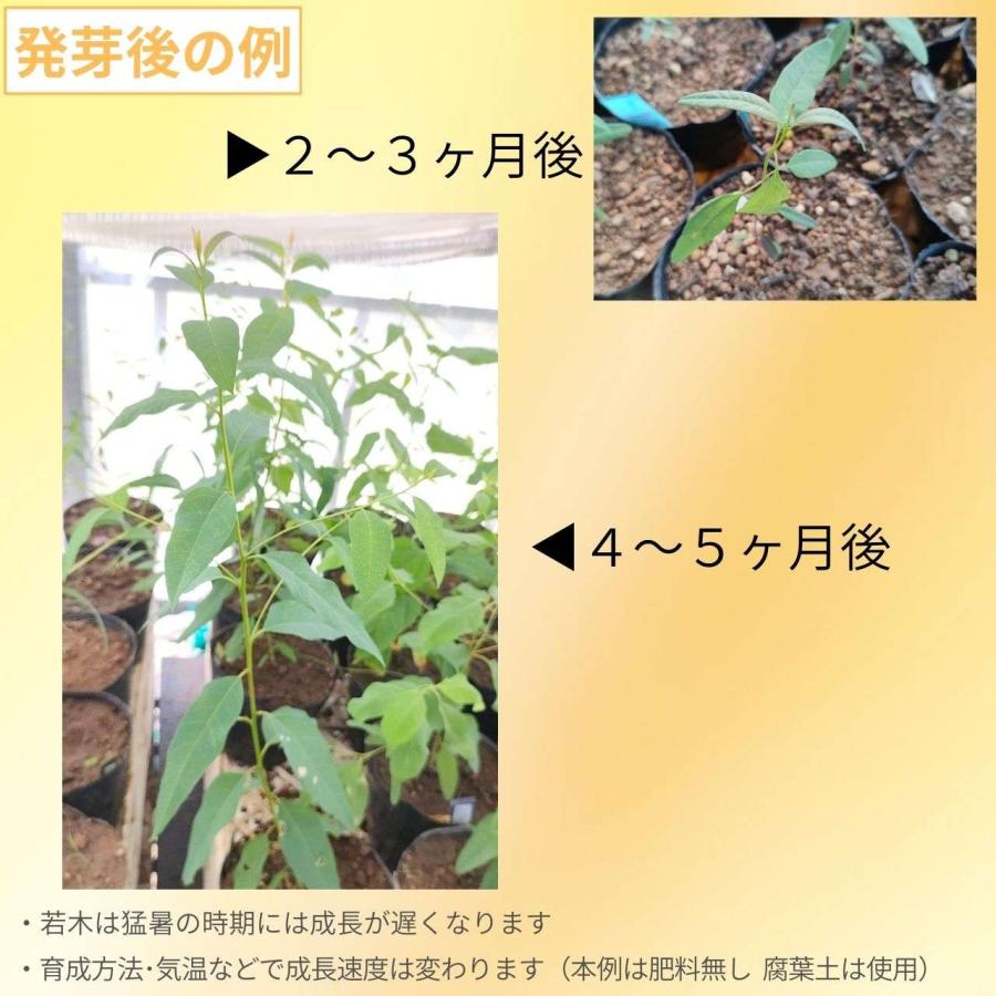 ユーカリ・ロブスタ 種子 | 紅葉、コアラが食べる木 - 種子 |  | 02