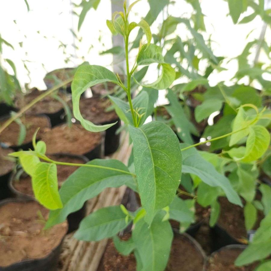 ユーカリ・ロブスタ 種子 | 紅葉、コアラが食べる木 - 種子 |  | 03