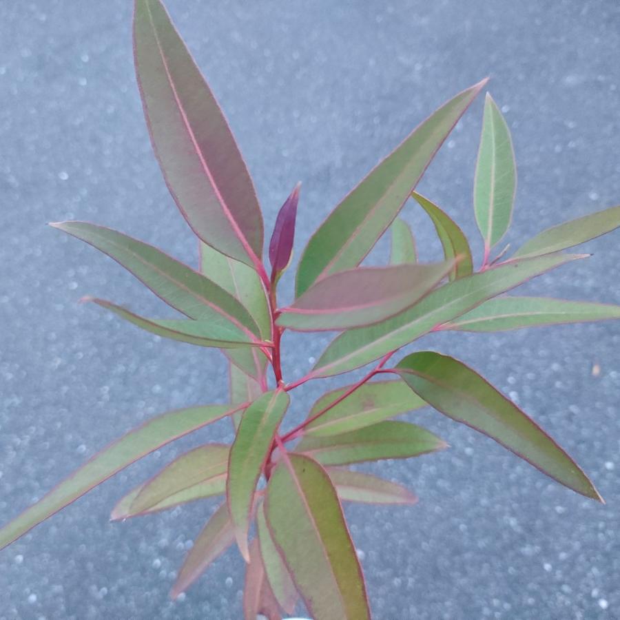 ユーカリ・ロブスタ 種子 | 紅葉、コアラが食べる木 - 種子 |  | 04