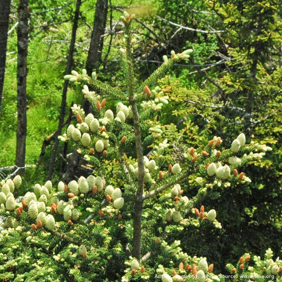 【人気種子】まとめ売り フラセリーモミ 種子 | フレーザーモミ - 優しい香りと美しい樹形の