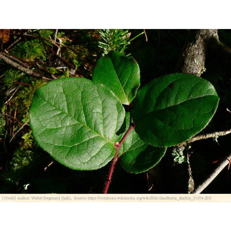 レモンリーフ 種子 レモン形の葉 花木 低木 種子 Seeds Flower Green Kugel 通販 Yahoo ショッピング