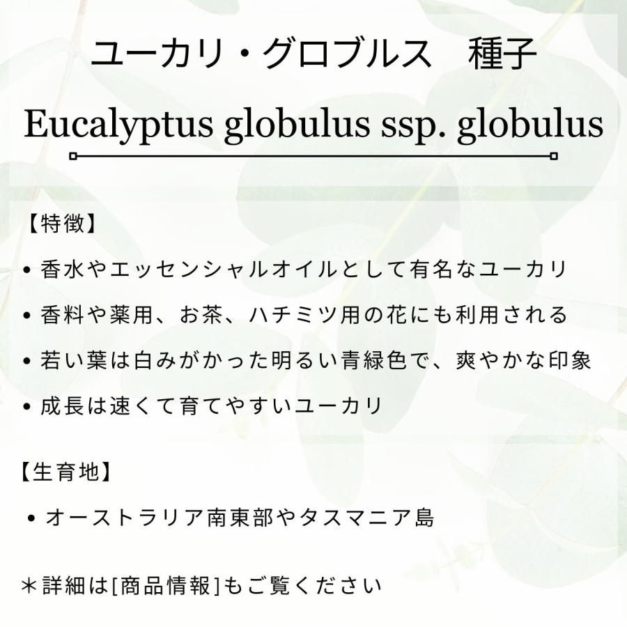 ユーカリ・グロブルス 種子 | エッセンシャルオイルで有名 - 種子 |  | 01