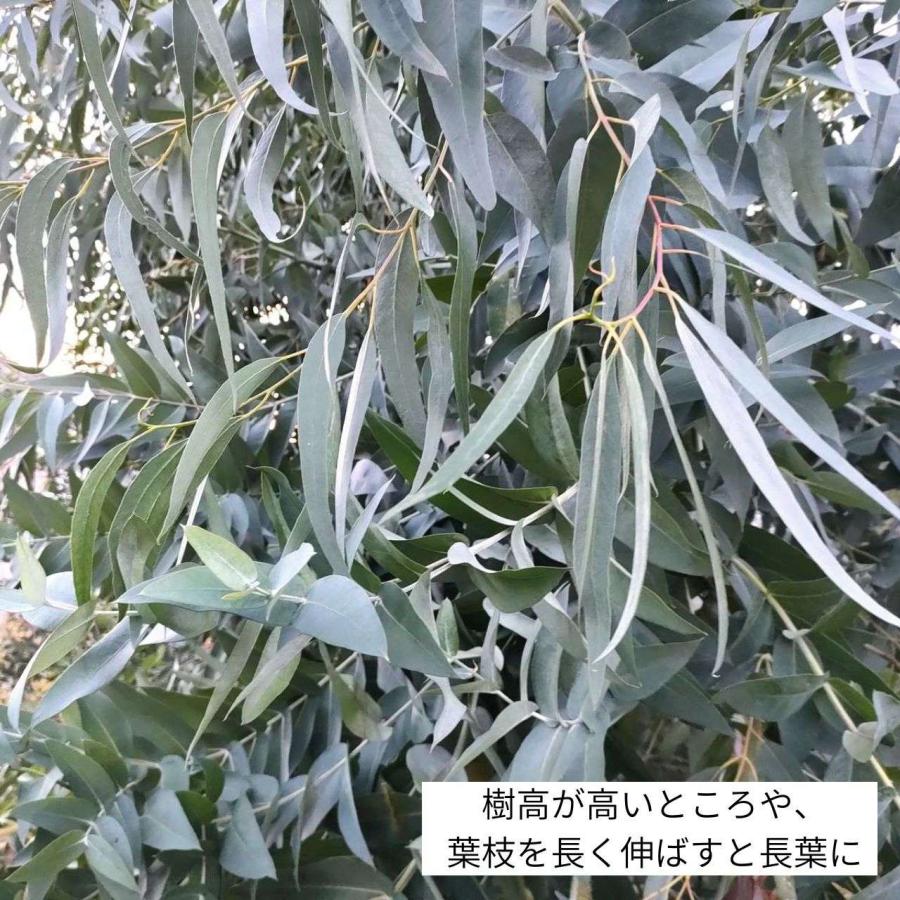 ユーカリ・グロブルス 種子 | エッセンシャルオイルで有名 - 種子 |  | 04