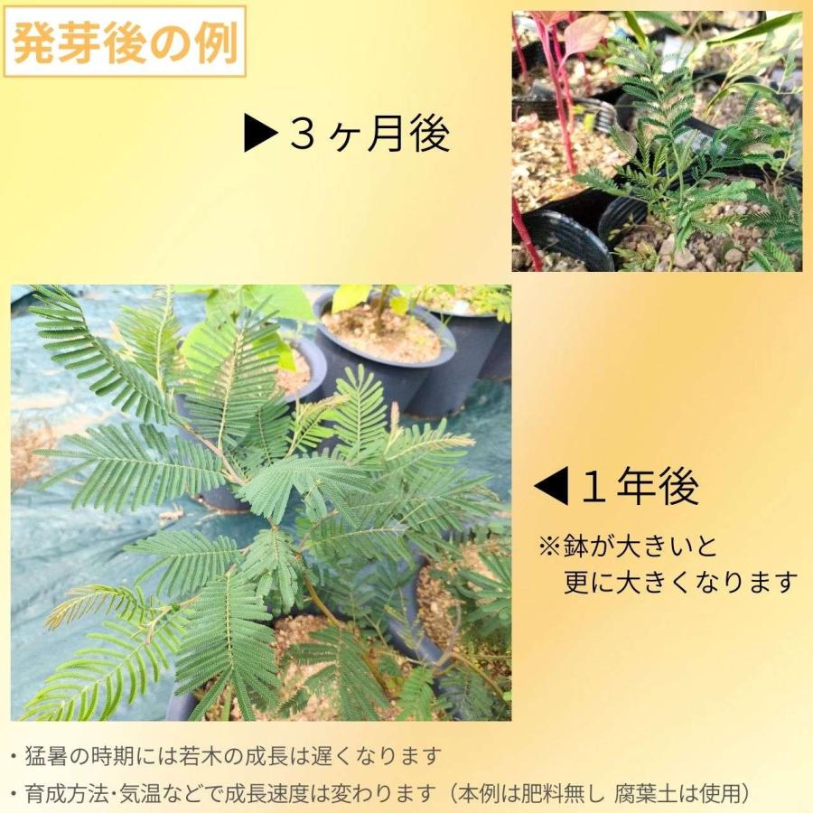 アカシア・メアンシー 種子 | モリシマアカシア - 淡い黄色の花の丈夫なミモザ - 種子 |  | 02