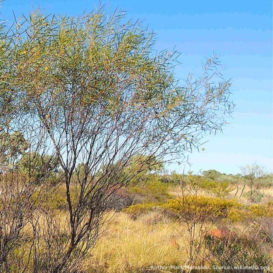 アカシア・アンキストロカルパ 種子 | フィッシュフック・アカシア - 釣り針のミモザ - 種子 |  | 03