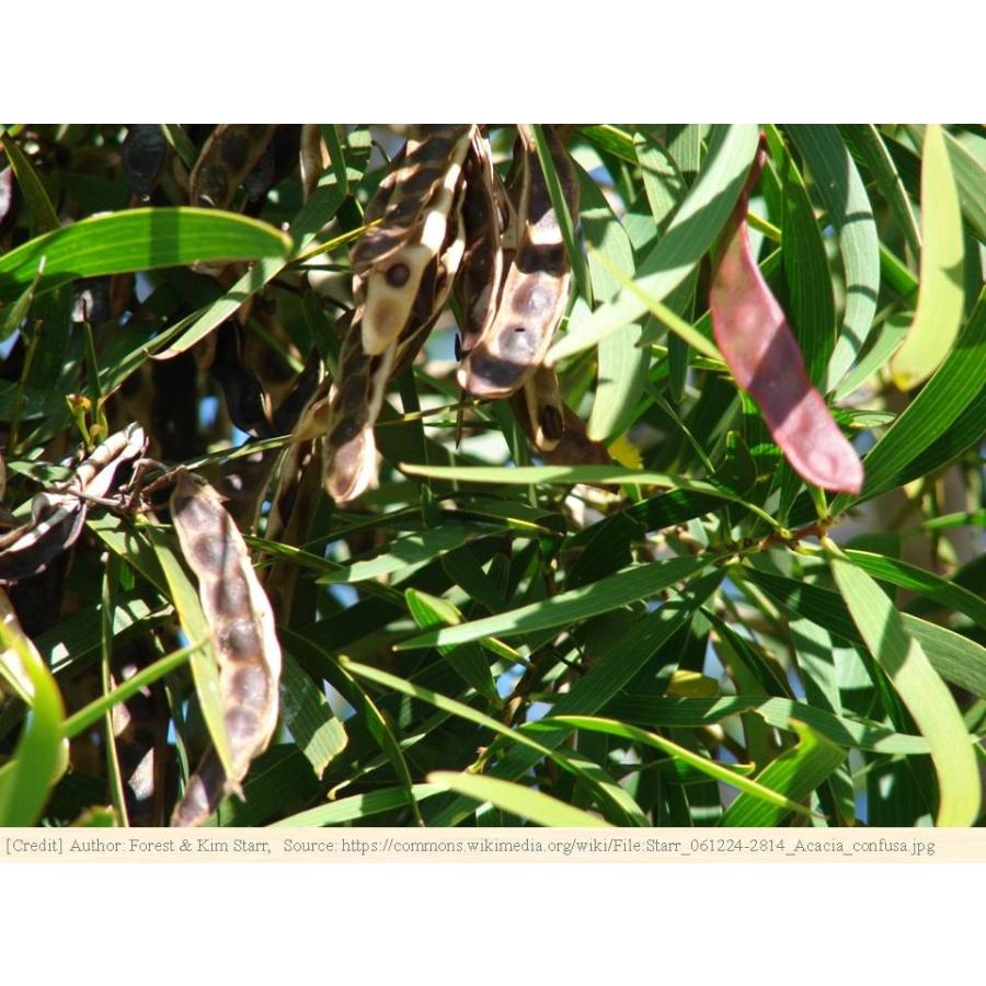 アカシア ソウシジュ 相思樹 種子 別名 アカシアコンフューサ タイワンアカシア 花木 低木 種子 Seeds Flower Green Kugel 通販 Yahoo ショッピング