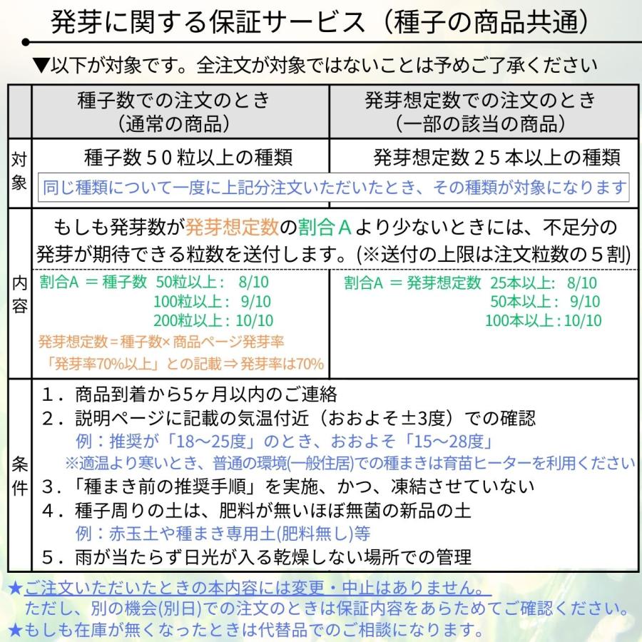 アカシア・コンフューサ 種子 | 相思樹(ソウシジュ) - 春秋時代 アカシア・コンフューサ 種子 | 相思樹(ソウシジュ) - 春秋時代