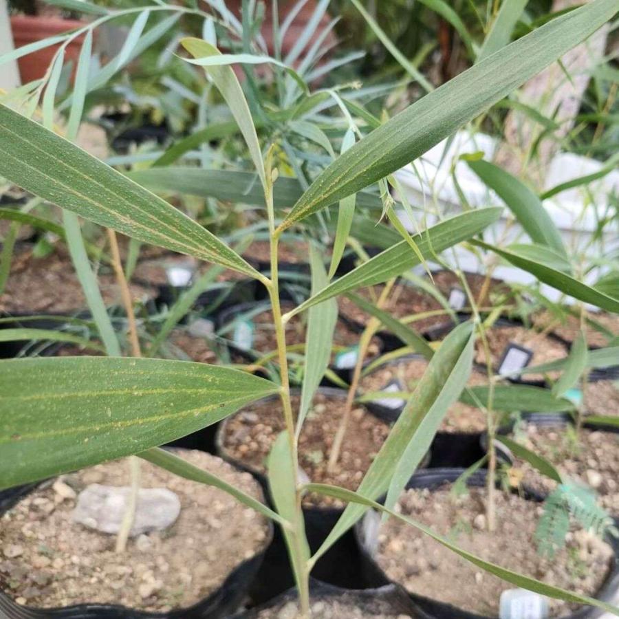 アカシア・カウレアナ 種子 | ホールズクリークワトル - 笹状の葉と長細い花のミモザ - 種子 | 