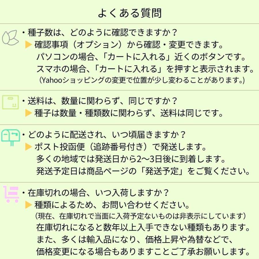 アカシア・カウレアナ 種子 | ホールズクリークワトル - 笹状の葉と長 