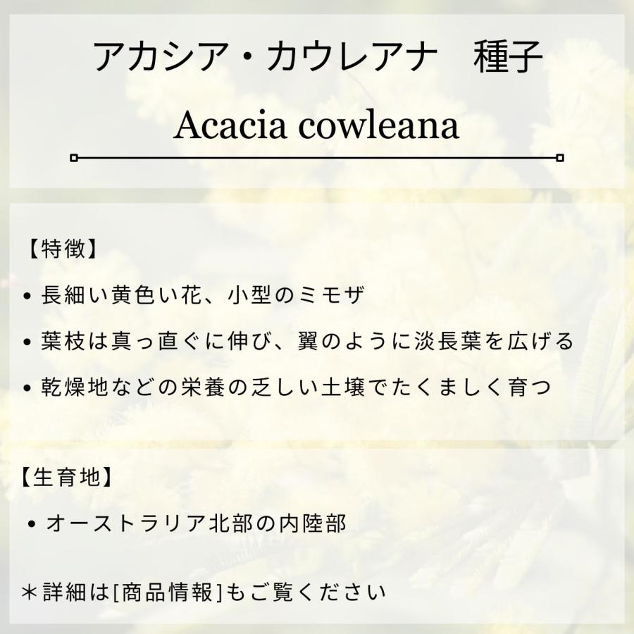 アカシア・カウレアナ 種子 | ホールズクリークワトル - 笹状の葉と長細い花のミモザ - 種子 |  | 01