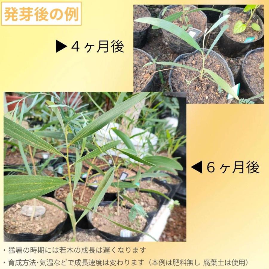 アカシア・カウレアナ 種子 | ホールズクリークワトル - 笹状の葉と長細い花のミモザ - 種子 |  | 02