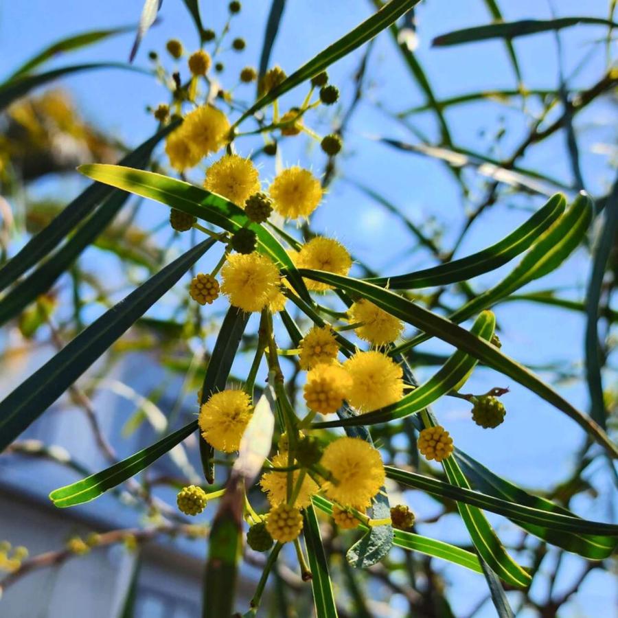 アカシア サリグナ 種子 別名 シアノフィラ 乾燥地域に生育するアカシア 花木 低木 種子 Seeds Flower Green Kugel 通販 Yahoo ショッピング