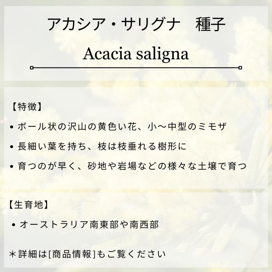 アカシア・サリグナ 種子 | アカシア・シアノフィラ - 枝垂れ花のミモザ - 種子 |  | 01