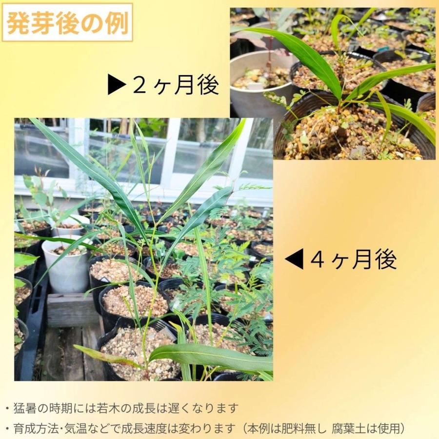 アカシア・サリグナ 種子 | アカシア・シアノフィラ - 枝垂れ花のミモザ - 種子 |  | 02