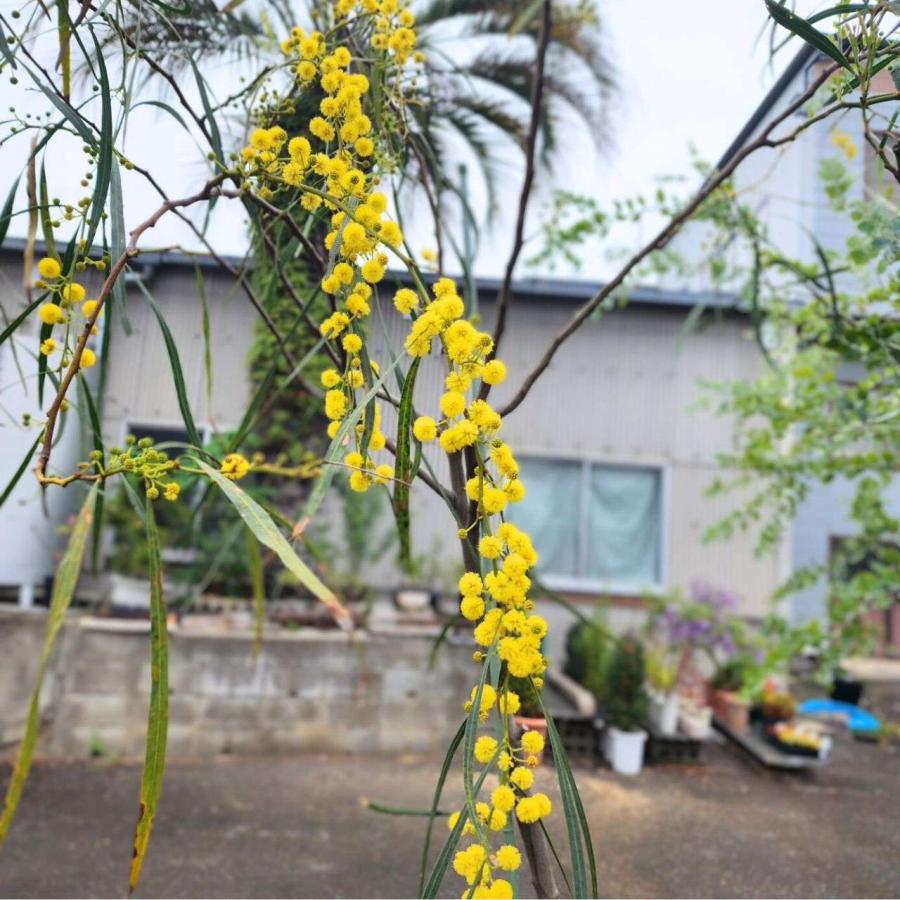 アカシア・サリグナ 種子 | アカシア・シアノフィラ - 枝垂れ花のミモザ - 種子 |  | 04